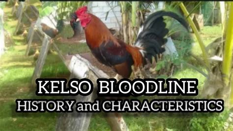 kelso bloodline|Mr. Pilo Sopo .